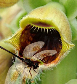 Həyəcan siqnalı verən bitkilər 