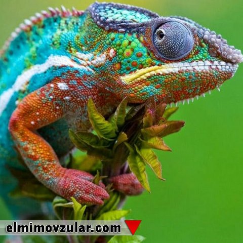 Buqələmunlar və rəngi istəyə görə dəyişən paltarlar