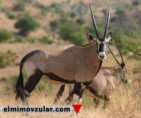 Buynuz və dırnaqları ilə ünsiyyət quran canlılar