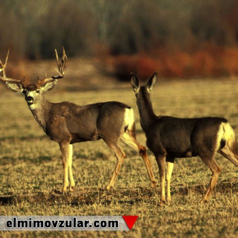 Canlılar təhlükələr zamanı bir-birlərini xəbərdar edirlər