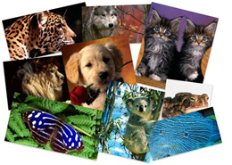 Canlılar yer üzündə birdən-birə möcüzəvi şəkildə üzə çıxıblar