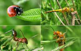 Canlılardakı mükəmməl dizayn təsadüflə izah edilə bilməz