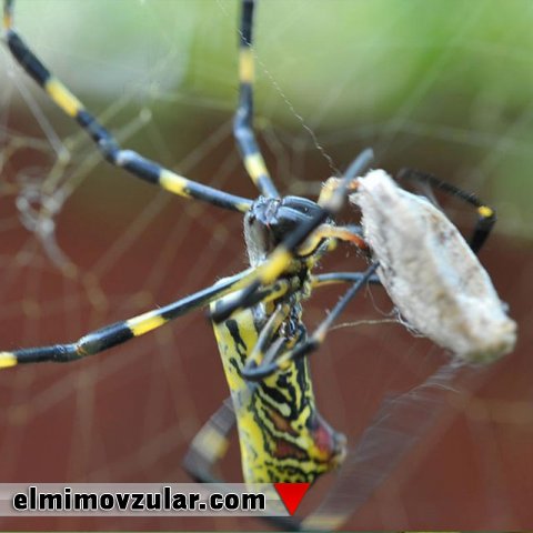 Canlılardakı instinktiv davranışlar