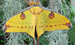 Canlılardakı qüsursuz simmetriya