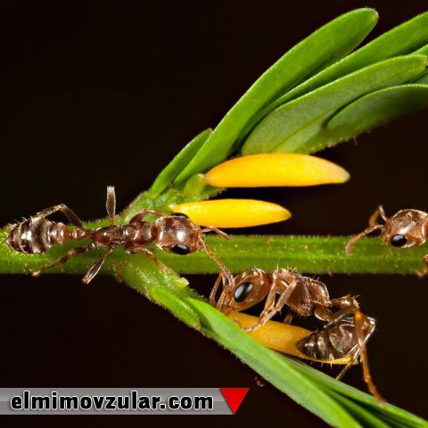 Canlıların ayaqları nə üçün təqlid edilə bilmir? 