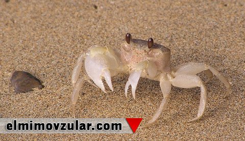 Canlıların ayaqları nə üçün təqlid edilə bilmir?