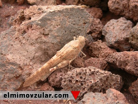 Çəyirtkədən nəqliyyat probleminə həlli