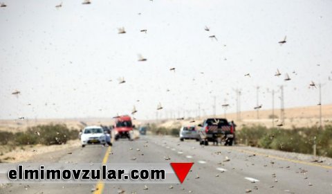 Çəyirtkələr hansı həll yolu ilə tıxac probleminə son qoyurlar?