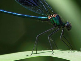 Cırcıramanın ayağı çox dözümlüdür