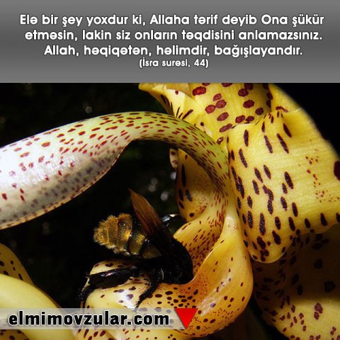 Coryanthes Növündən Olan Səhləbçiçəyinin Taktikasi