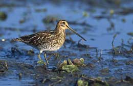 Uçuş rekordçusu olan cüllüt