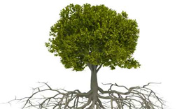 Bitkilərdəki qida daşıma sistemi Təkamül ilə izah edilə bilməz