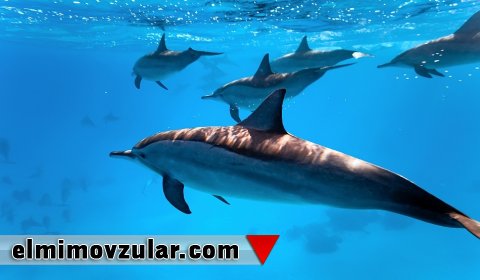 Delfinlərdəki informasiya şəbəkəsi internetdən daha yaxşıdır