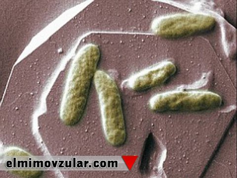 Dəmir istehsal edən bakteriyalar