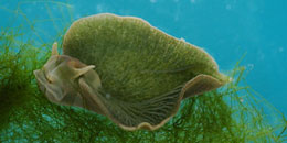 Dənizin dərinliklərində çətin şəraitdə yaşayan canlıların taktikaları