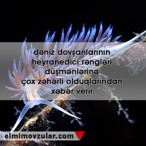 Dənizin dibində yaşayan qeyri-adi canlı: Nudibranxlar (Dəniz dovşanları) 