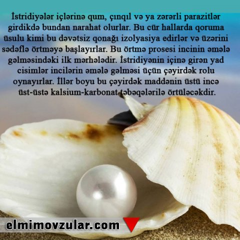 Dənizin gözqamaşdıran cəvahiratı: incilər