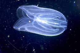 Maraqlı dəniz canlıları