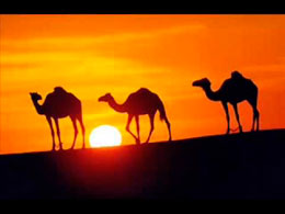 Səhraların möcüzəvi canlısı olan dəvə elmə ilham verir