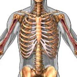Yüksəklik artdıqca döş qəfəsinin daralması