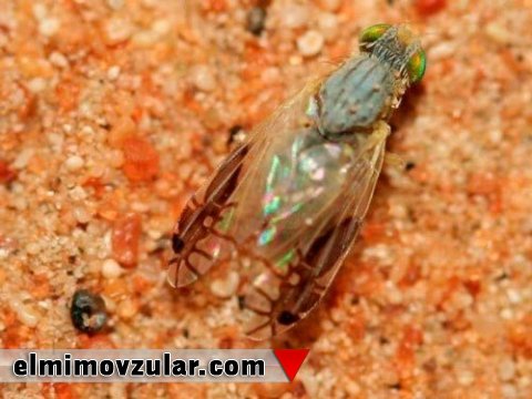 Dronların ilham mənbəyi olan canlılar hansılardır?