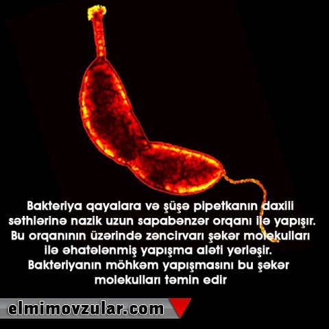 Dünyanın ən möhkəm yapışqanı 