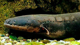 Elektroşokla ov ovlayan ilan balıqları