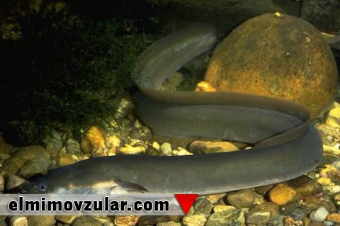 Elektrikli ilan balığından müdafiə və rabitə texnologiyasına