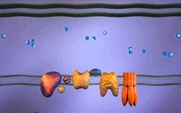 Beyinə hiss ötürən elektron sistem