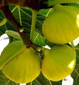 Mükəmməl meyvə - Əncir