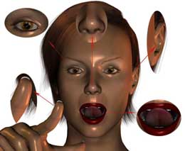 İnsan əzalarının inkişaf ardıcıllığı