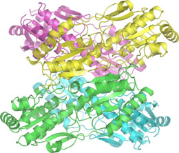 Fermentlər bədəndə hər an vəzifə başındadır