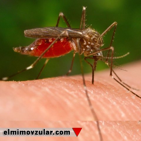 Fizika elmini “bilən” ağcaqanad ayaqları