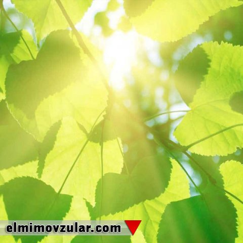 Fotosintez möcüzəsi