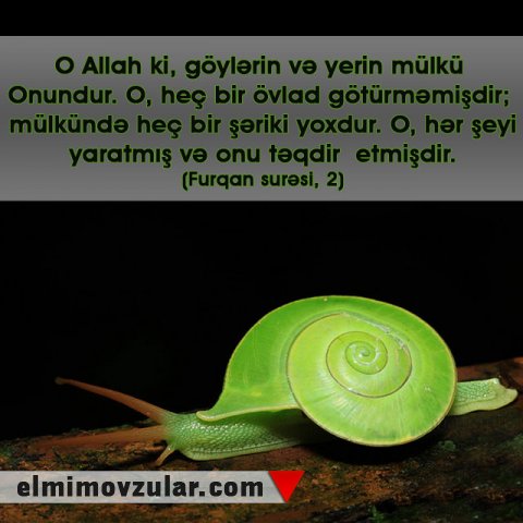 Gecə lampası kimi işıq saçan ilbizlər 