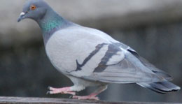 Göyərçin beynində təəccüblü kəşf