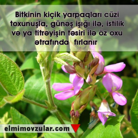 Günəş işığı ilə rəqs edən bitki: desmodium girans 