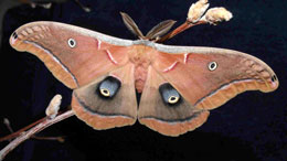 Ultrasəs dalğaları ilə düşmənlərindən qorunan güvələr