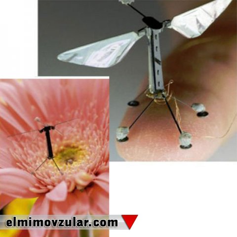 Hansı canlılar dronlara ilham mənbəyi olur?