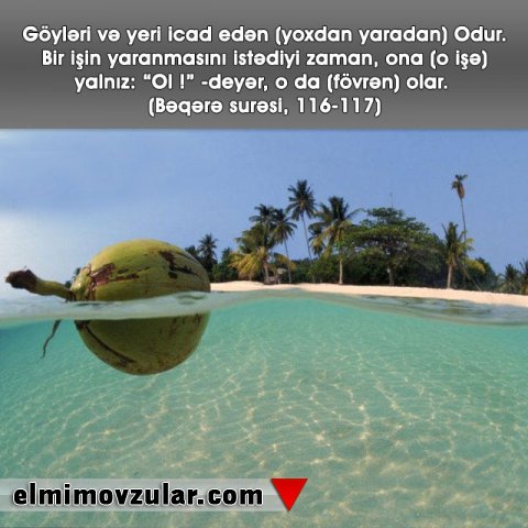 Hindqozu Bitkisinin Toxumları