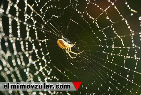 Hörümçək ipəyindən istifadə edərək su damcılarının toplanması