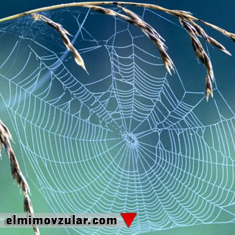 Hörümçək ipəyini süni şəkildə istehsal etmək mümkün olacaqmı?