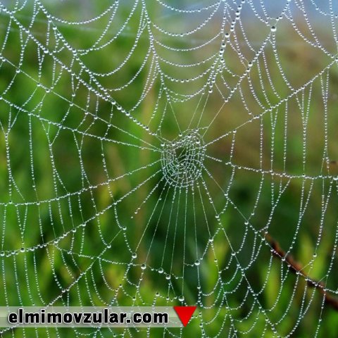 Hörümçək torunda Allahın incə sənəti 