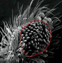 Hörümçəklərin tavanda yeriyə bilmələrinin sirri 