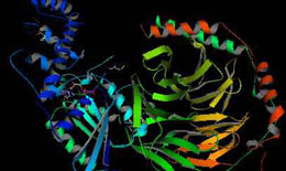 Hüceyrədəki bənzərsiz hasilat: Zülal sintezi, RNT molekulu