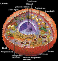 Hüceyrə İçindəki Kəşfiyyat Vahidləri