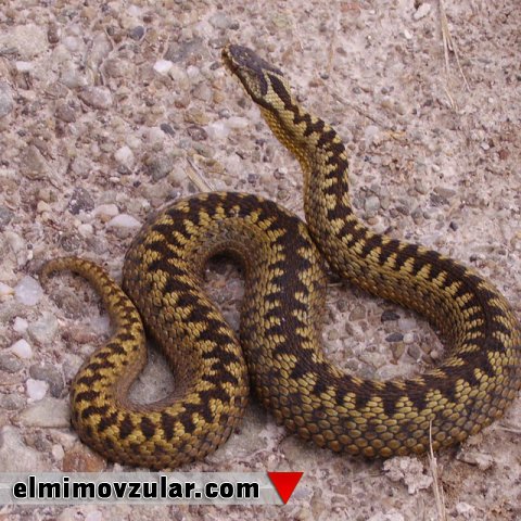 İlanın Hərəkətini Asanlaşdıran Elastik Dərisi