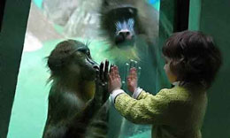 İnsanla meymunun eyni əcdaddan yaranması barədə hekayələr hansılardır?