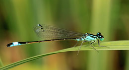 Texnologiyaya ilham qaynağı olan iynəcələrin qüsursuz sistemi 