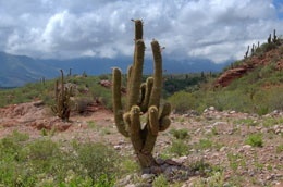Çətin şərtlərdə rahatca yaşaya bilən bitkilər